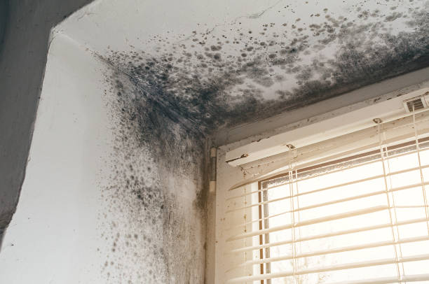 Affordable Mold Removal solutions in Fairplay, MD